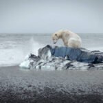 Lonely polar bear on the floe and open sea behind