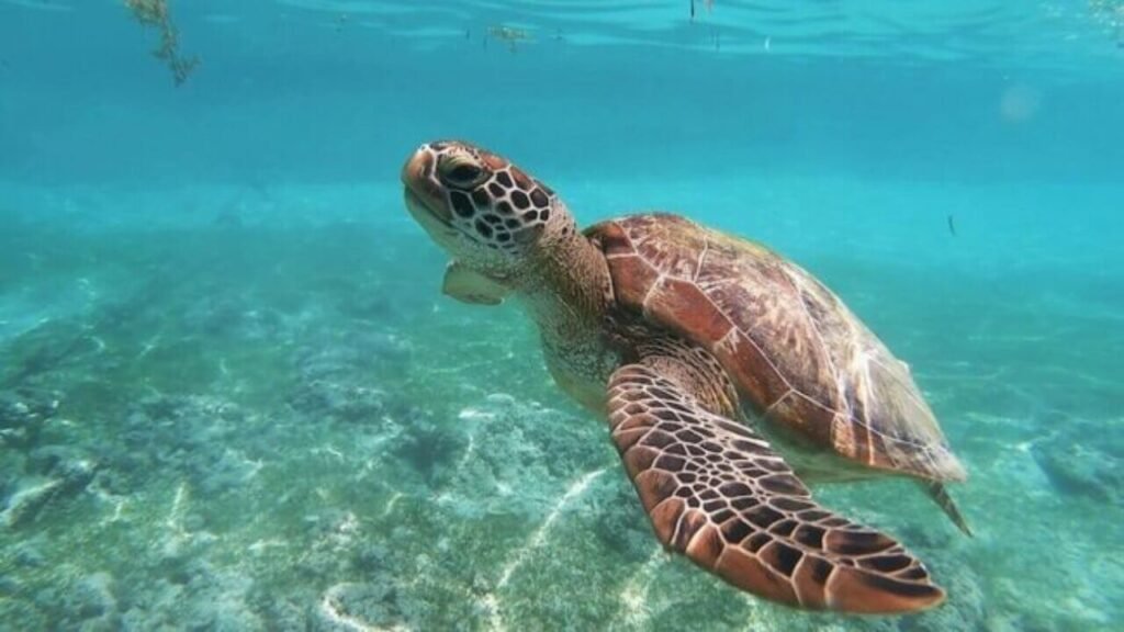 A sea turtle in the ocean.