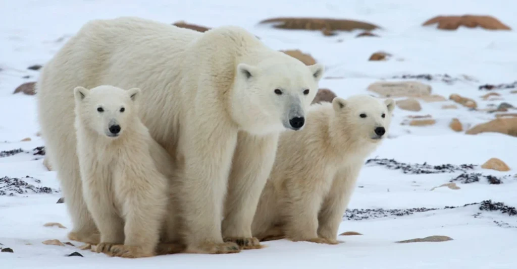 Alaska-Maritime-National-Wildlife-Refuge-polar-bears.