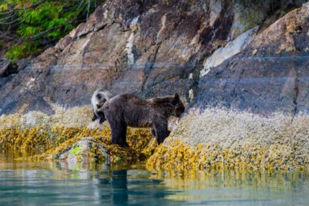 How to Visit National Parks of Alaska? grizzly bear