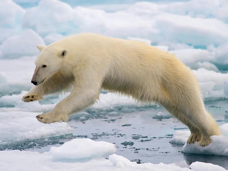 Cape Lisburne and Cape Thompson polar bears