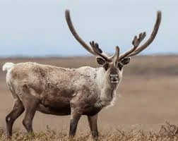 Caribou