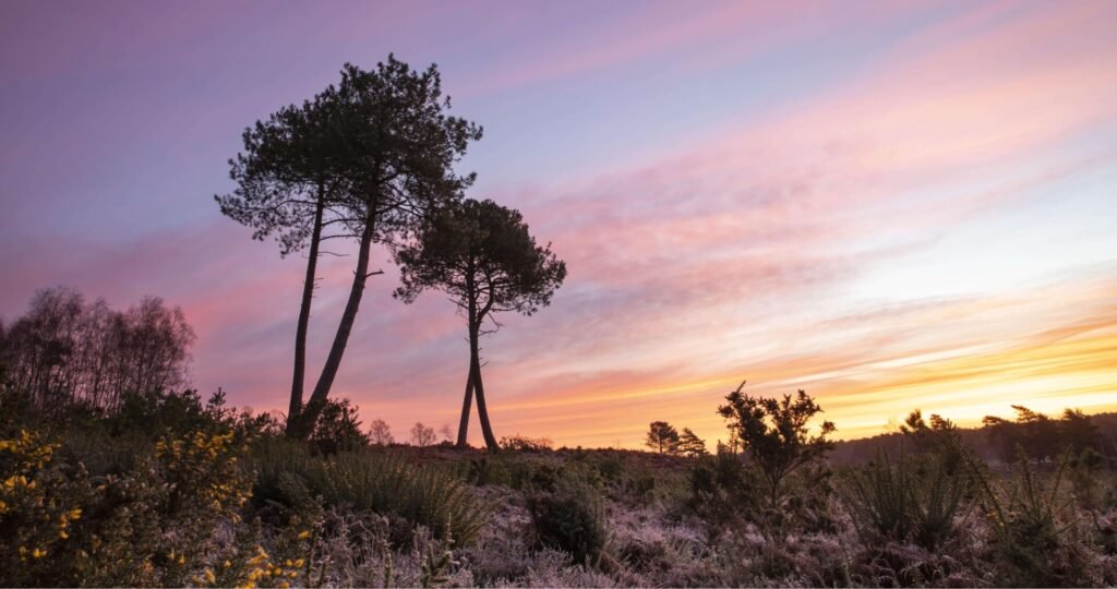 Heathland restoration saves rare species.