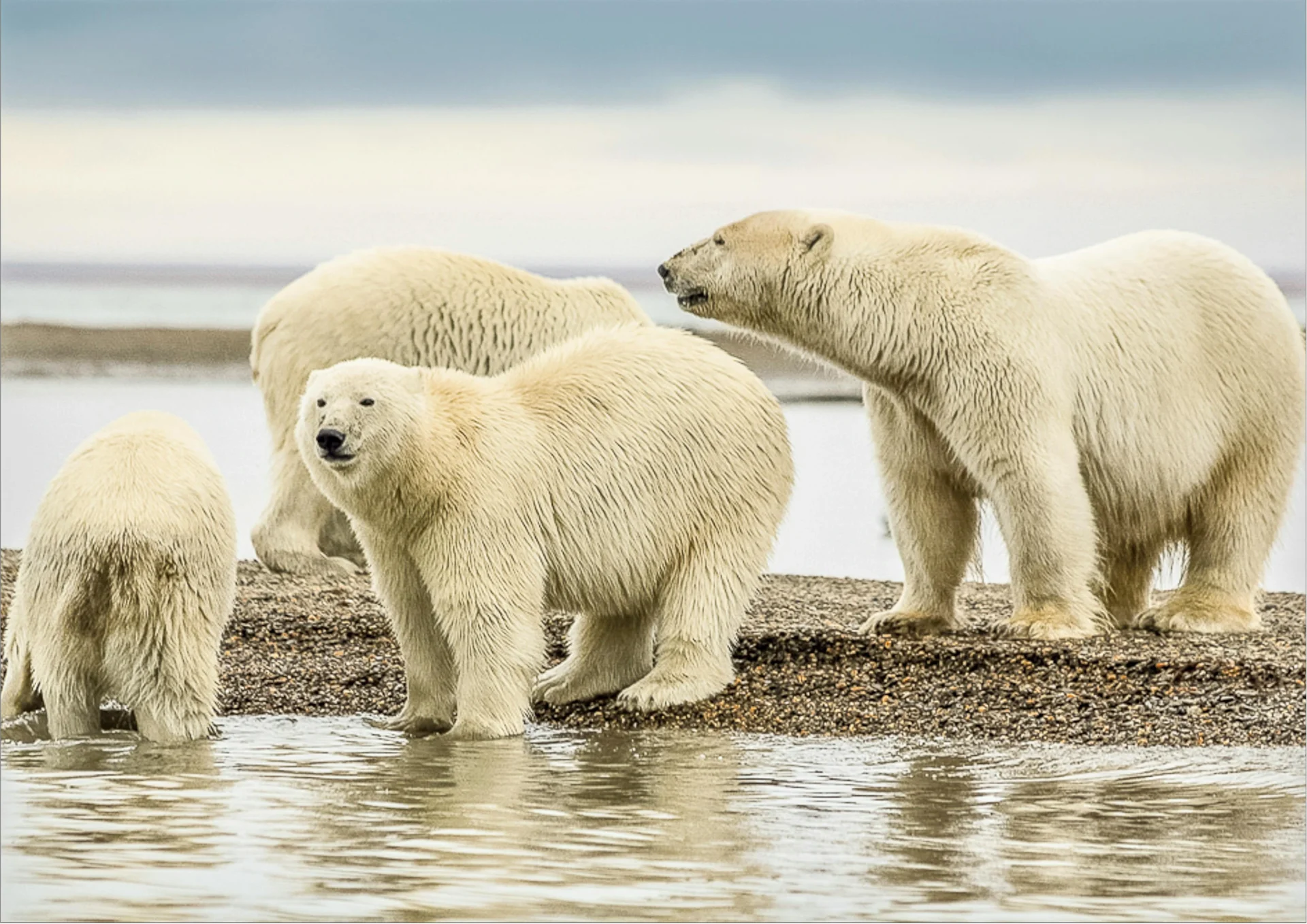 Kaktovik polar bears spotted