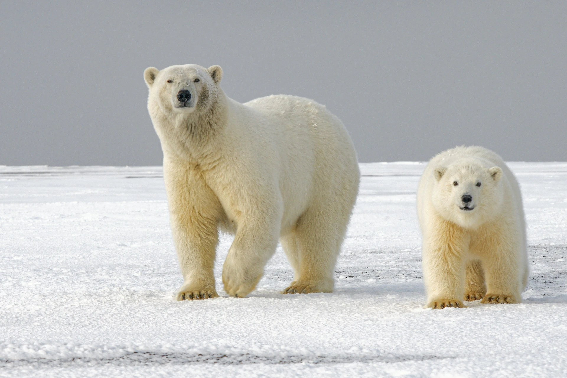 Polar Bears and Native Alaskan Communities