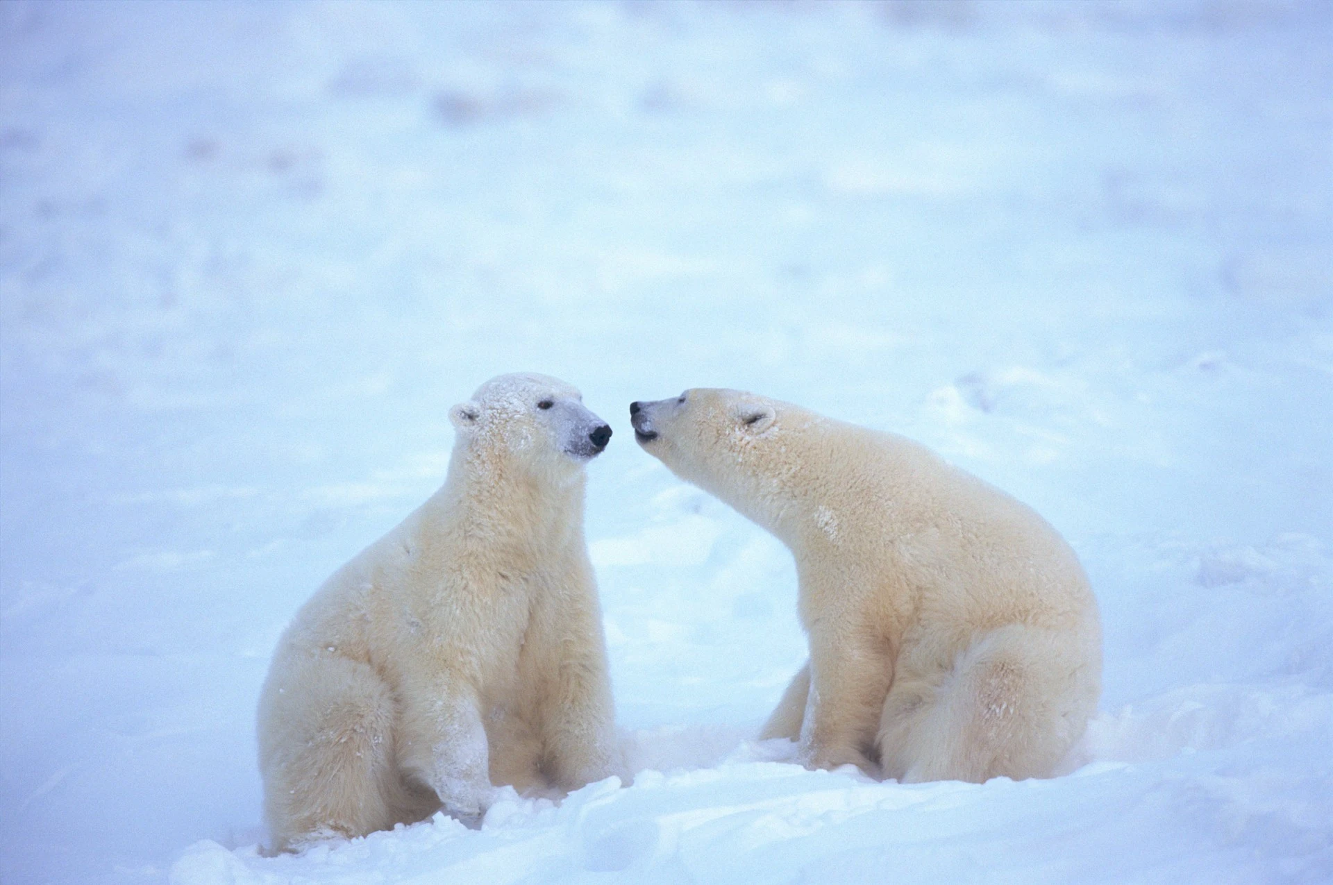 Relationship Between Polar Bears and Native Alaskan Communities