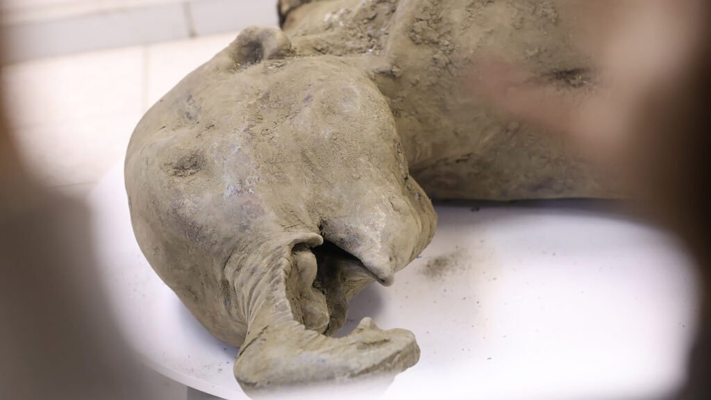 Ancient Baby Mammoth discovery sheds light prehistory.