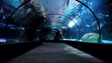 An Underwater Tunnel.