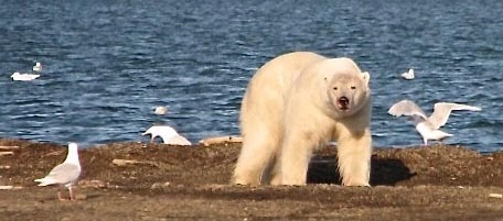 Utqiaġvik polar bears