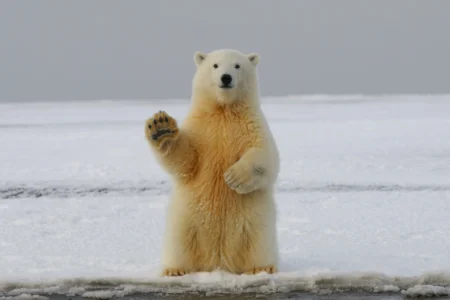 alaska Polar Bears and Native Communities