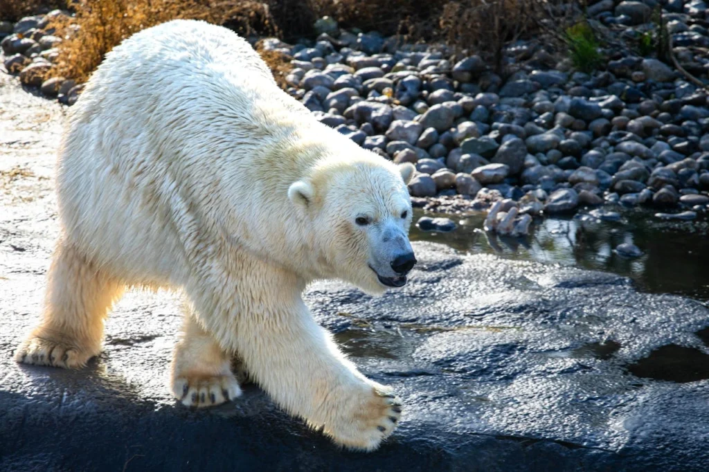 alaska polar bear