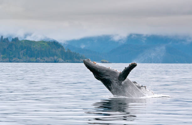 What is the Best Time to See Whales in Alaska? ales