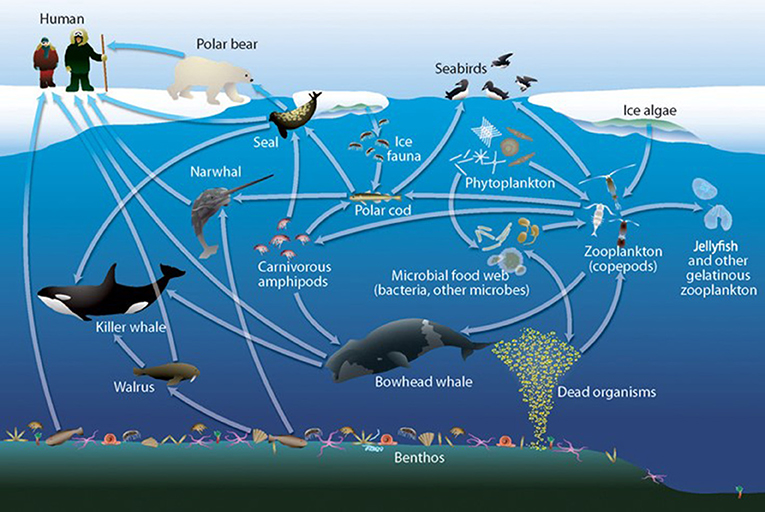 arctic food web