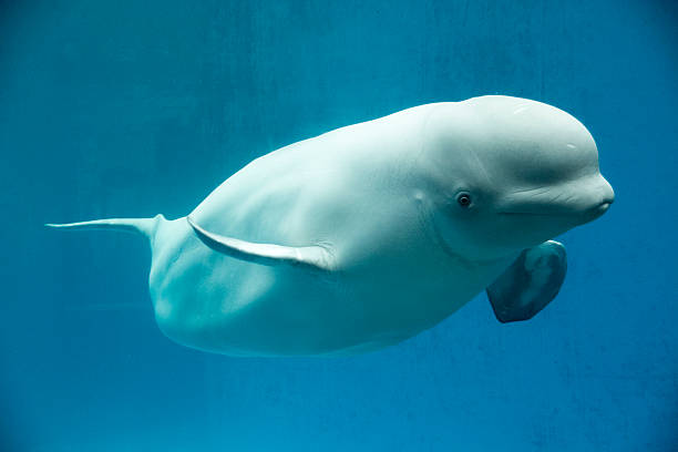 What is the Best Time to See Whales in Alaska? beluga