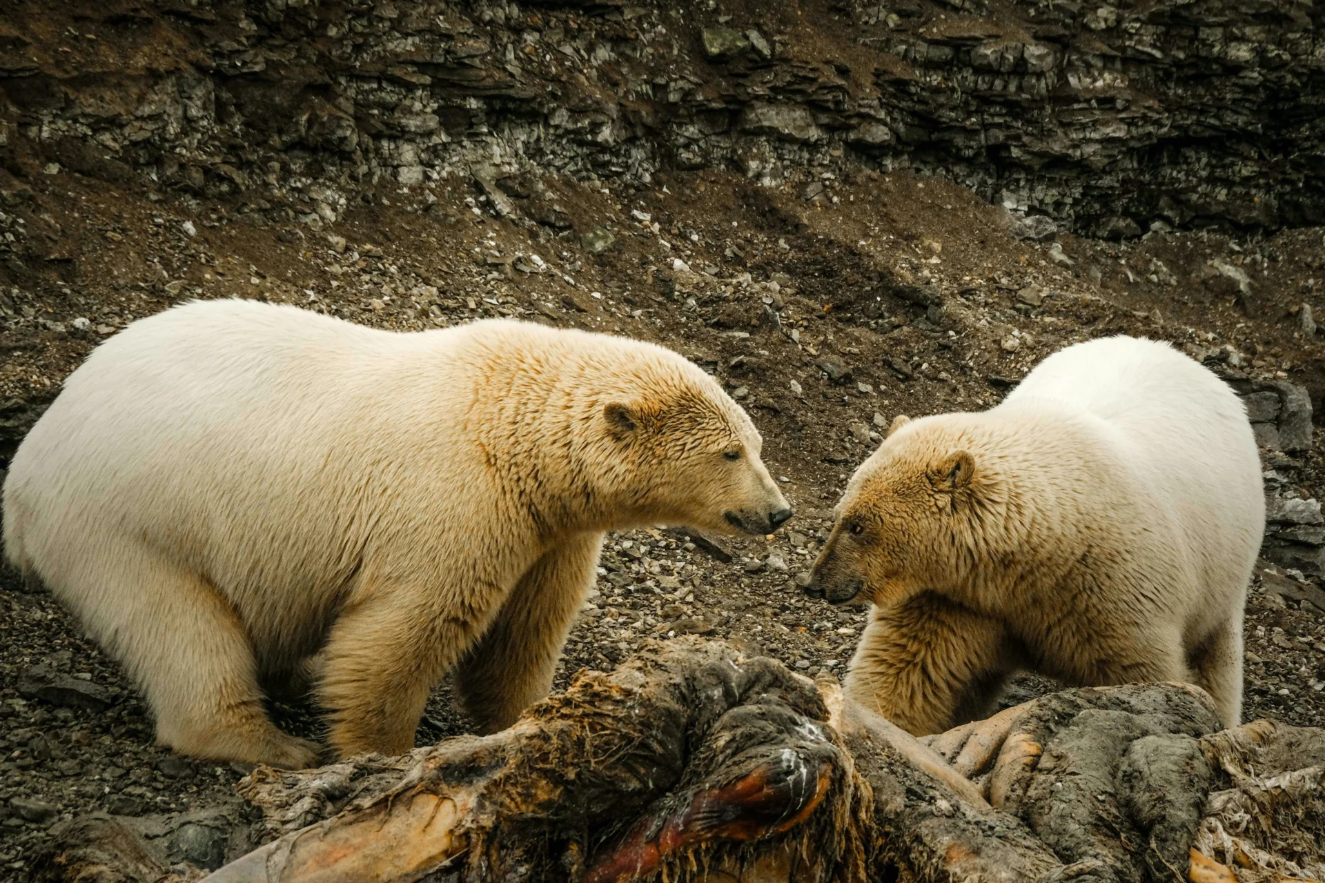 how to stay safe while viewing polar bear