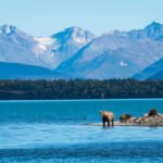 Brown bear family, sow with three cubs on a sand spit in Naknek Lake, Katmai National Park, Alaska, USA