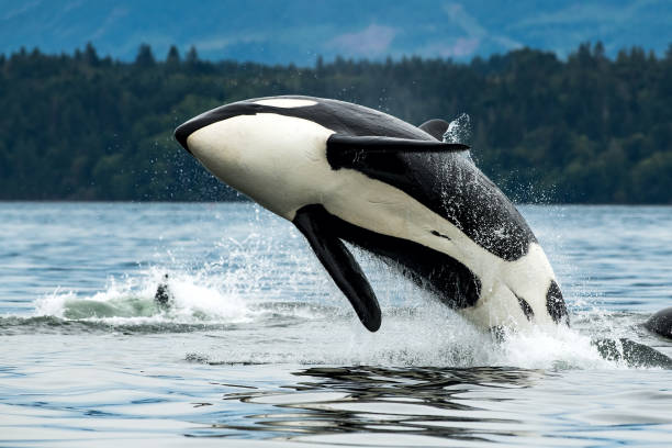 What is the Best Time to See Whales in Alaska? orca
