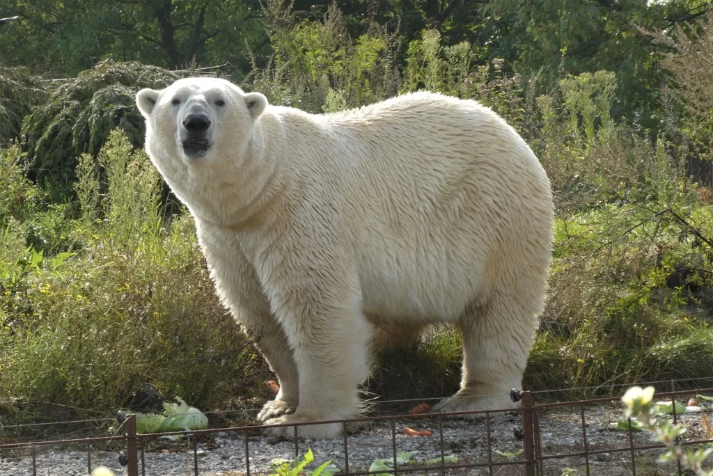 polar-bear-alaska