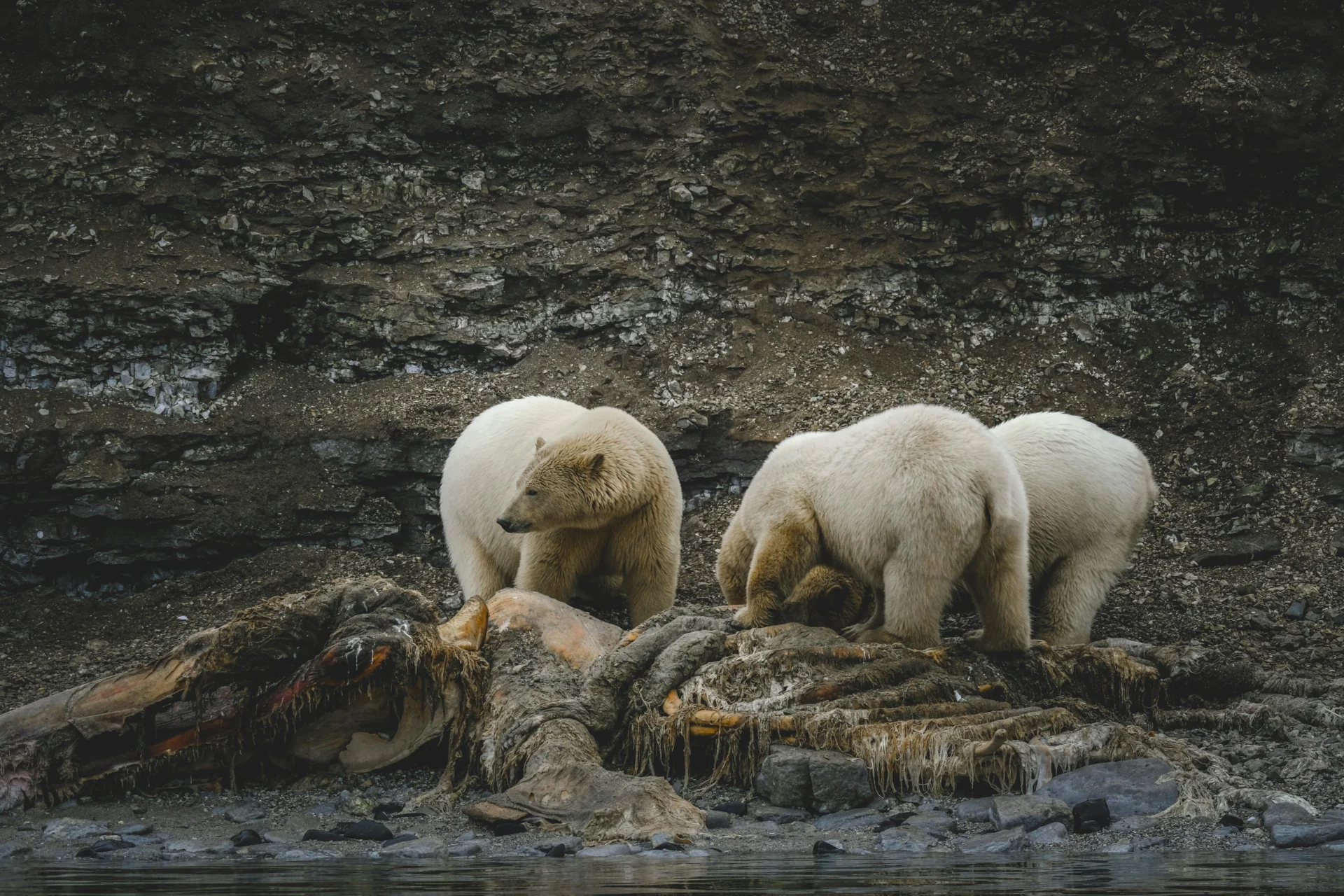 polar bear in alaska