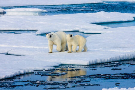 How is Climate Change Affecting Polar Bears in Alaska? polar bear in ice