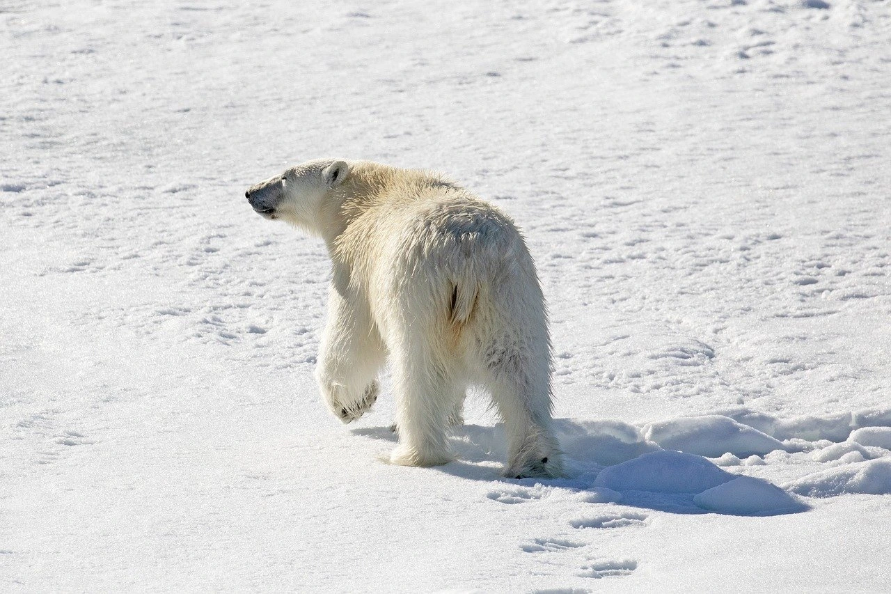 polar-bear-population alaska