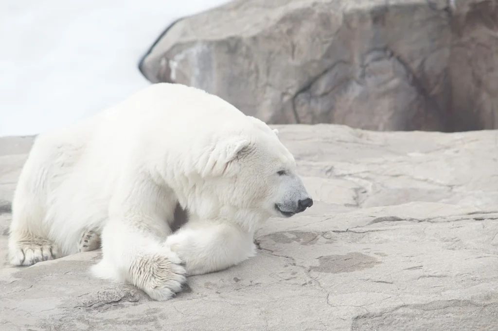 polar bear range alaska