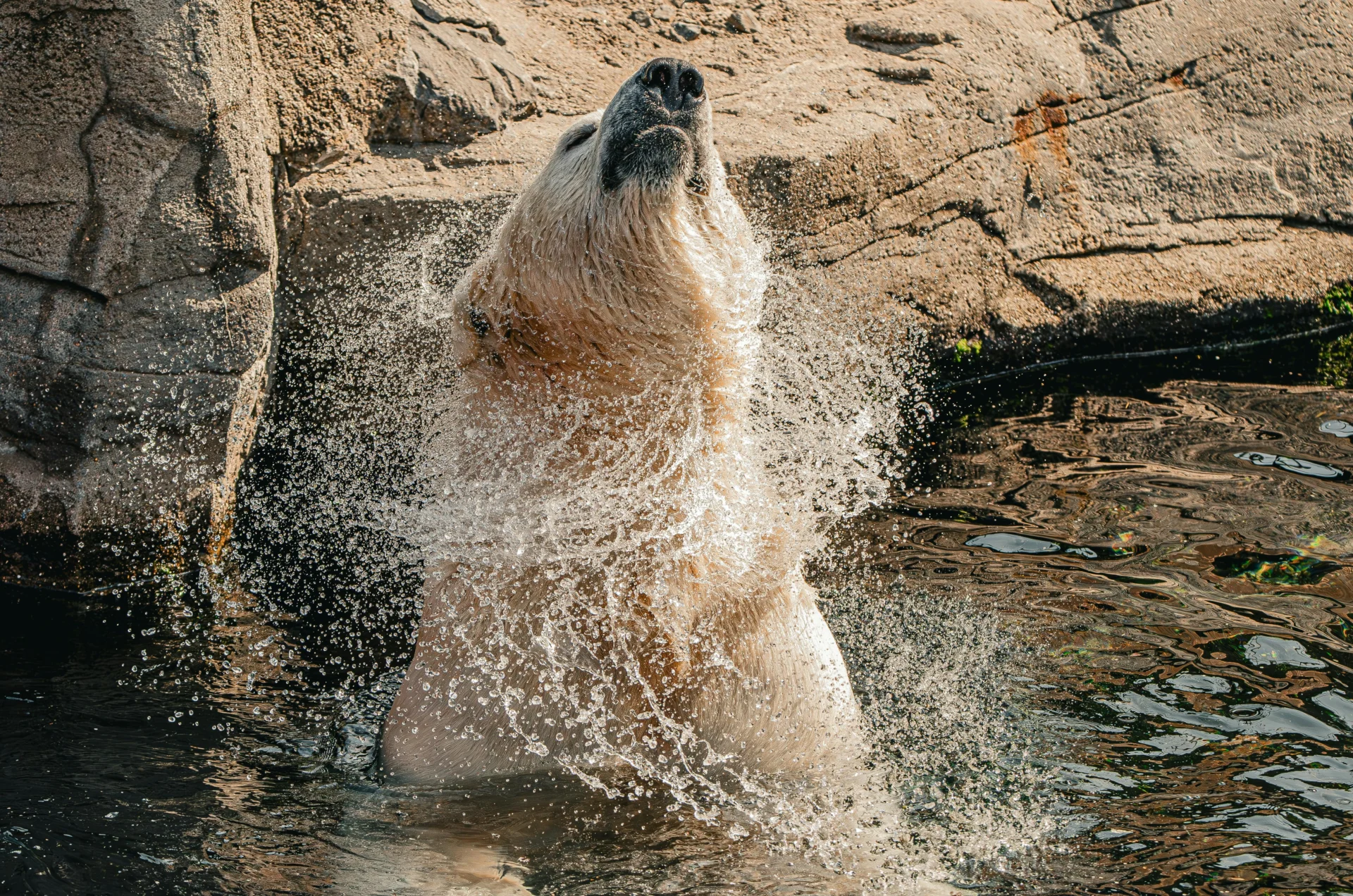 polar bear view safe