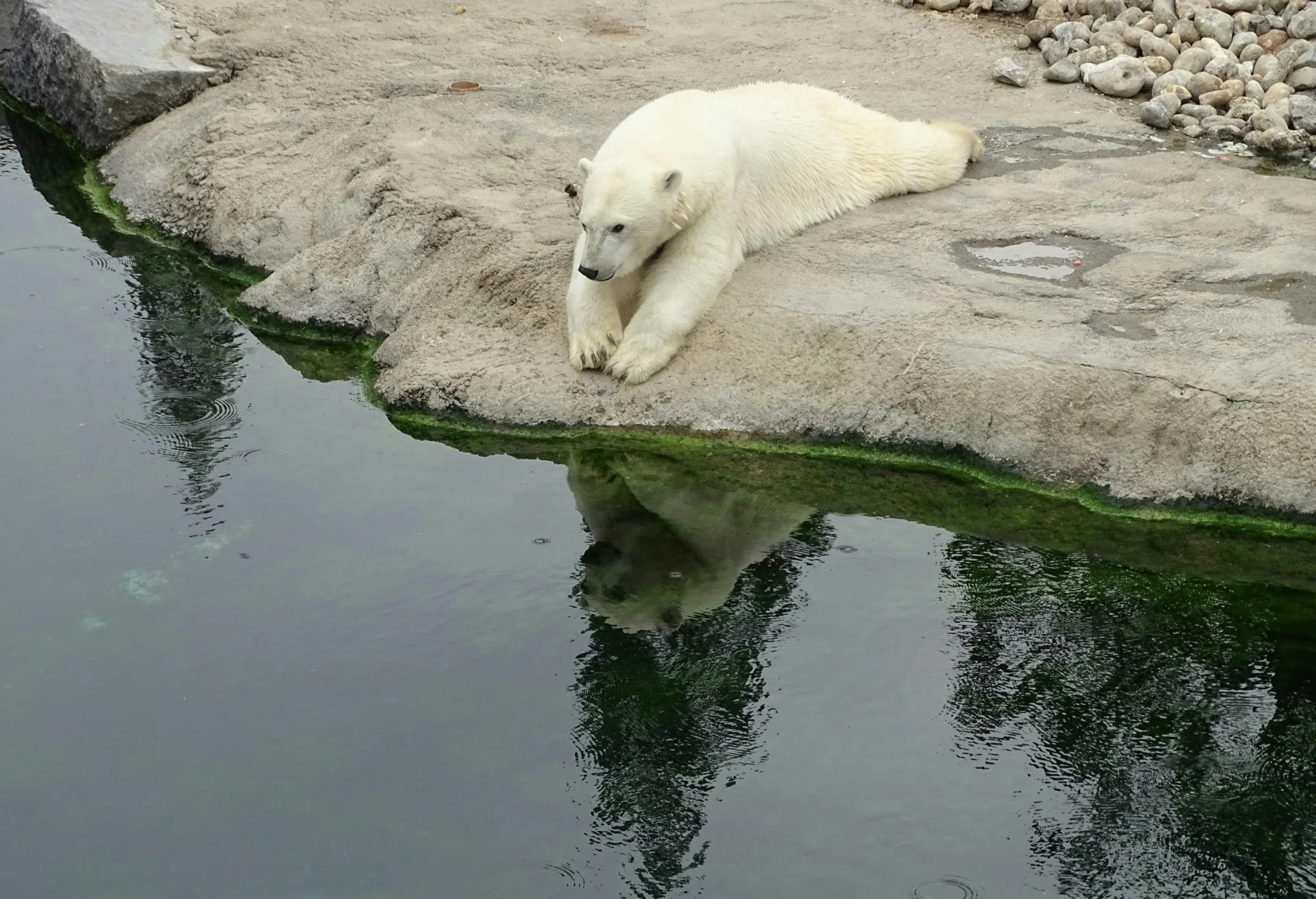 polar bear view