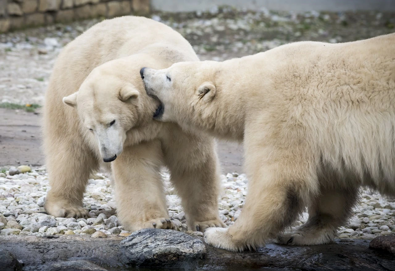 polar bears in alaska