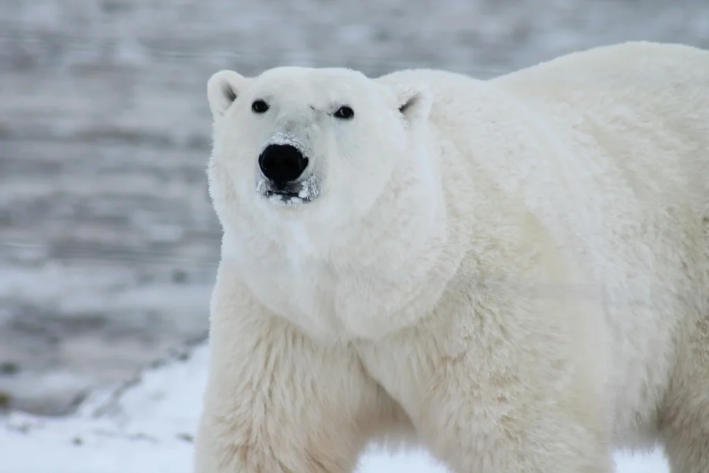 staying safe while watching polar bear