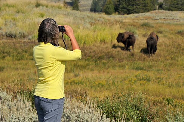 wildlife viewing