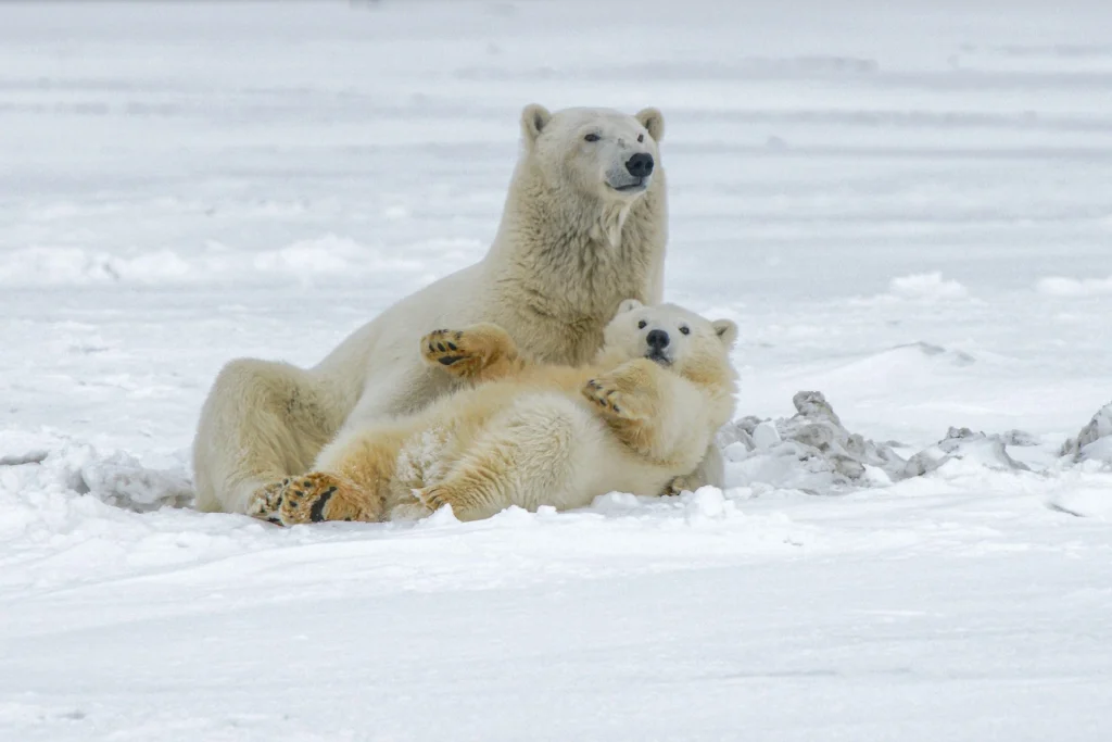 Alaska polar bears tours