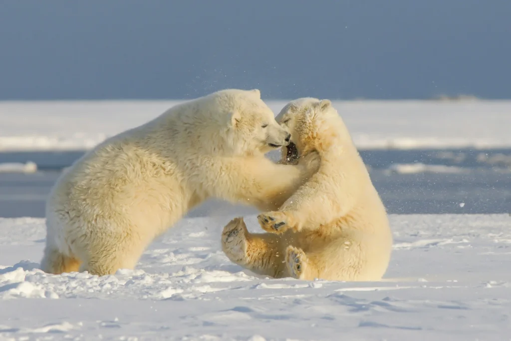 Alaskan polar bears