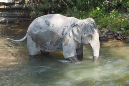 Elephant tourism tragedy highlights risks of animal.