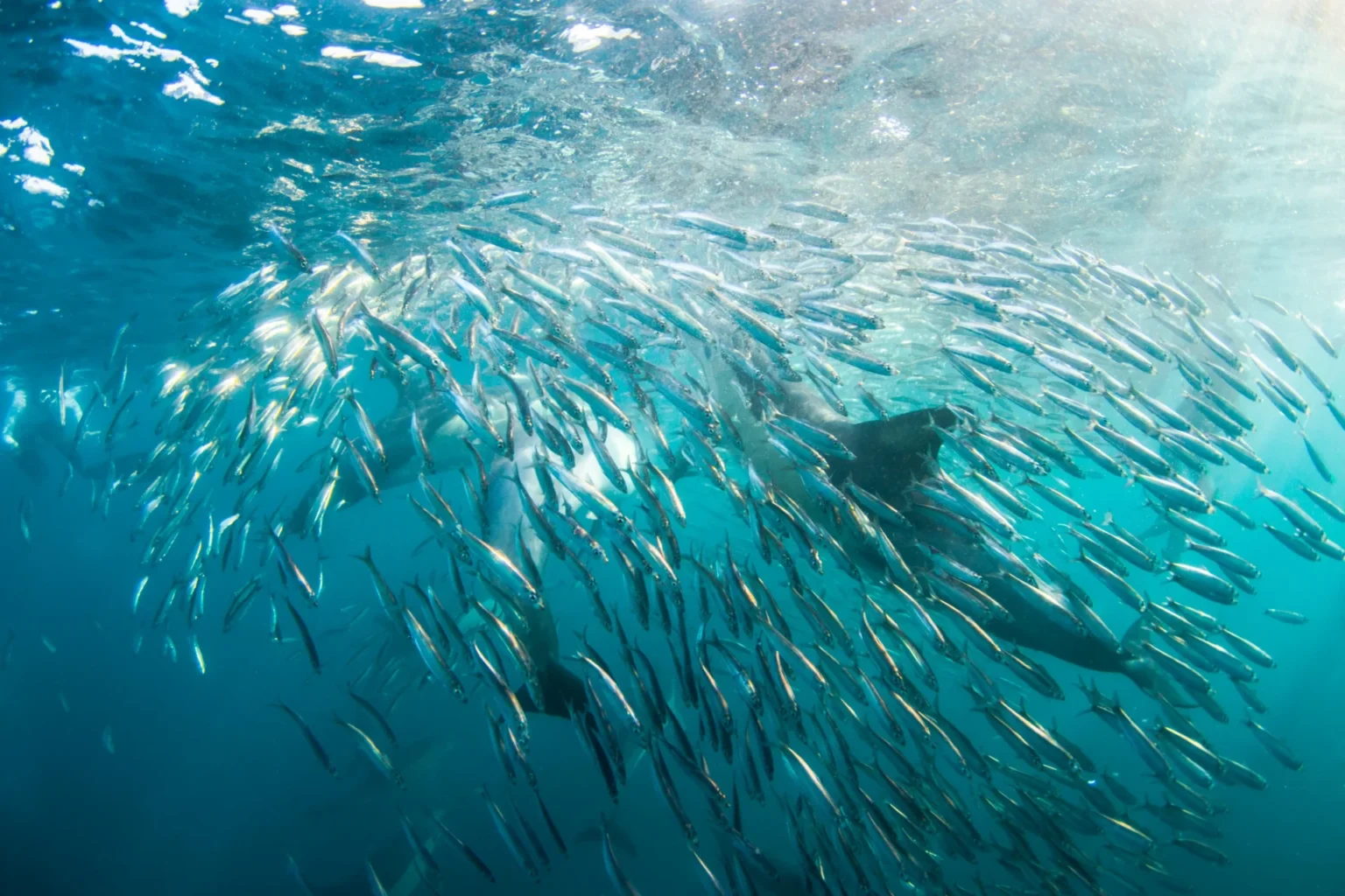 Fishes under the water.