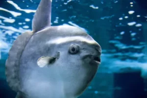 Kaikyokan Sunfish Social Solution brings joy to aquarium.