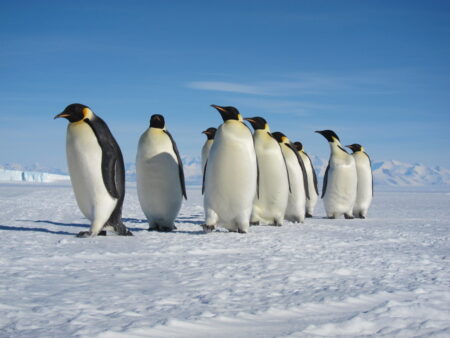 Are There Penguins in Alaska? The Truth Will Shock You