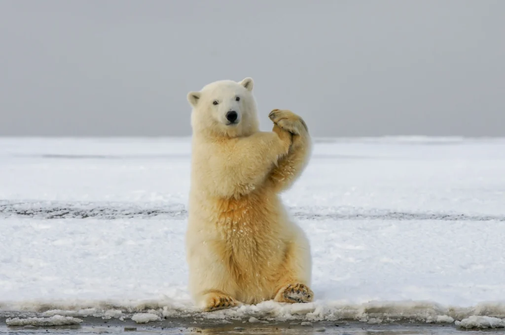 polar bears tours in alaska