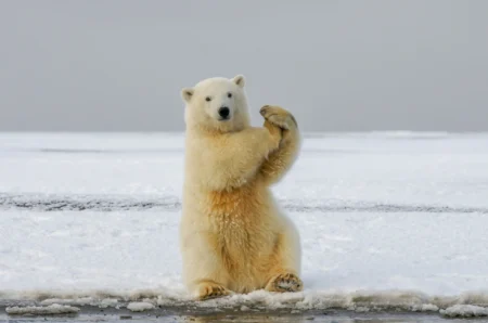 Polar Bear Tours in Alaska | All You Need to Know polar bears tours in alaska