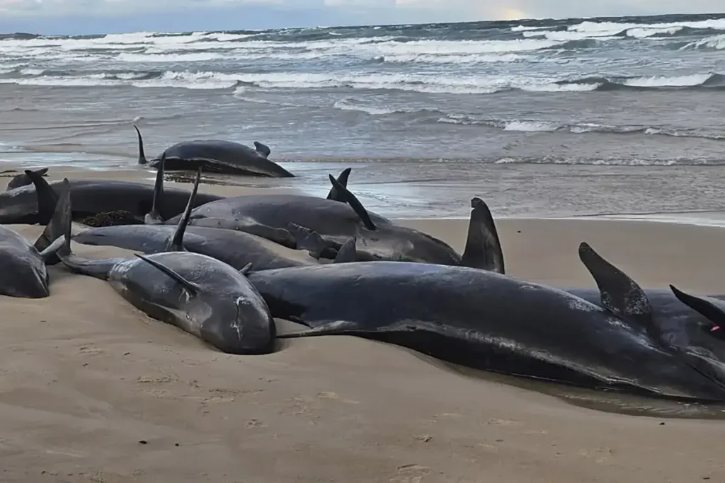 Tasmania's false killer whale stranding.