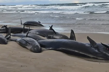 Tasmania’s False Killer Whale Stranding Leads to Experts Euthanizing 90 Survivors Tasmania's false killer whale stranding.