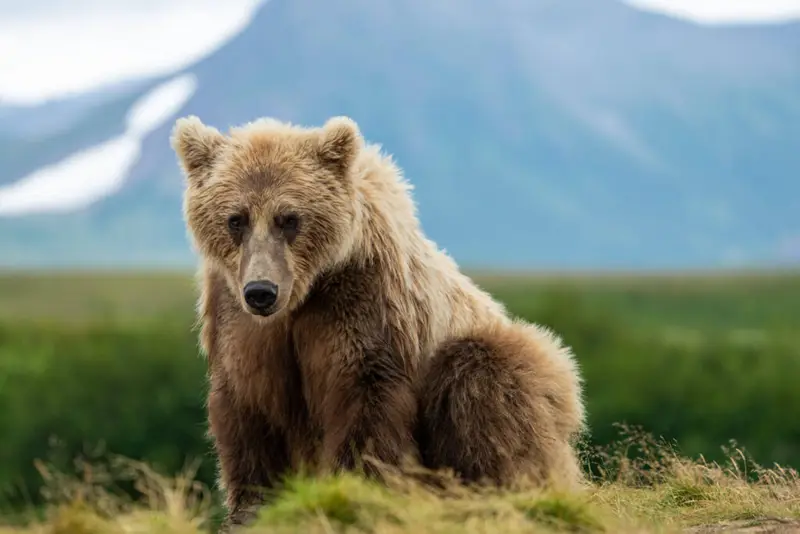 Michelle Bittner Lawsuit aims t protect Alaskan Wildlife.