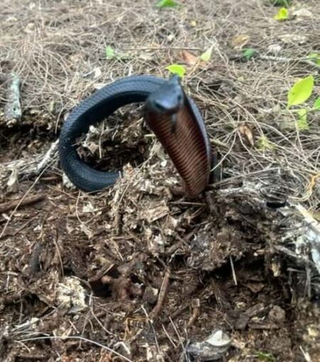 Snake Handlers Rescue 102 Red Bellied Black Snakes red-bellied black snakes released into national park.