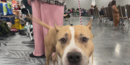 Rhees Bartlett Excels at Dog Show Competition Dog Show Success for Rhees Bartlett Fox