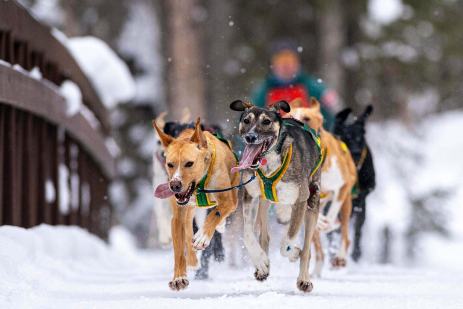 Streeper Sprint Mushing Championship Sets New Records Streeper Sprint Mushing Championship Attracts Global Attention