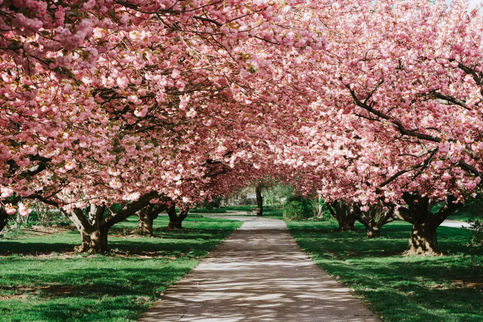 Cherry blossoms in New York