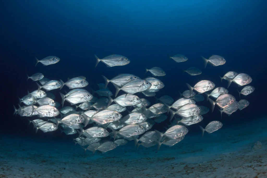 The Alaska Fishing & Seafood Industry | A Pillar Under Pressure Alaska Seafood Industry