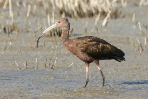 A Guide to Kachemak Bay Shorebird Festival 2025 Greater Yellowlegs
