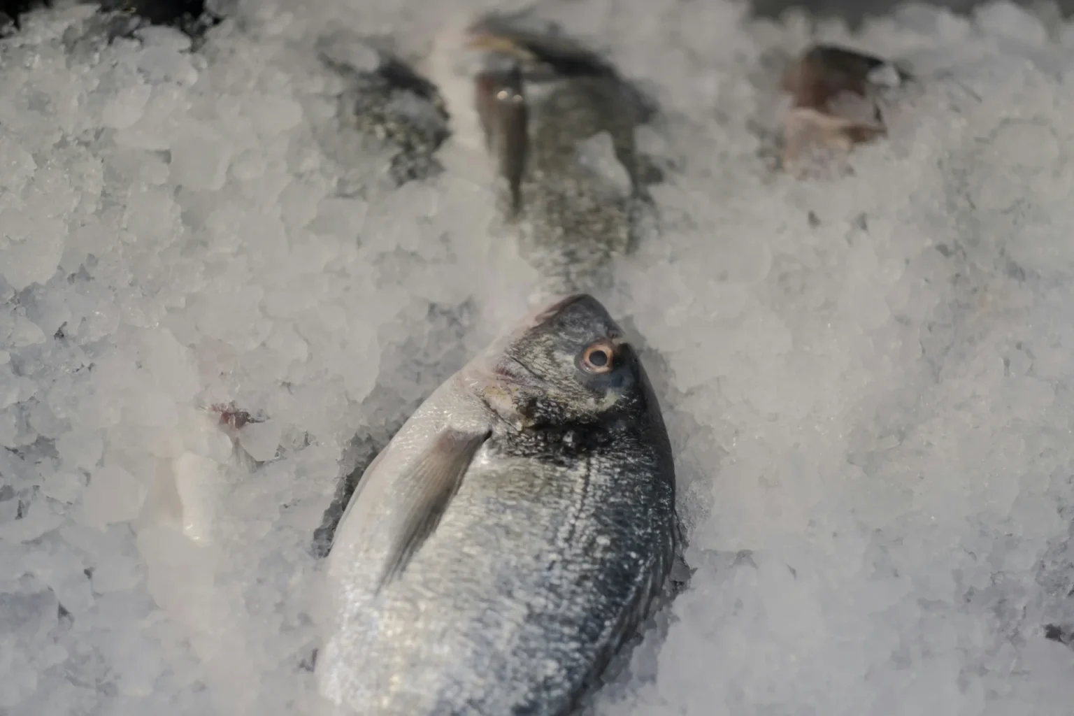 Alaska’s Senator Introduces Bill for Seafood Visa Exemption to Ease Labor Crisis A group of fish laying on ice.