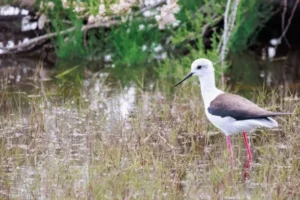 A Guide to Kachemak Bay Shorebird Festival 2025 Semipalmated Plover